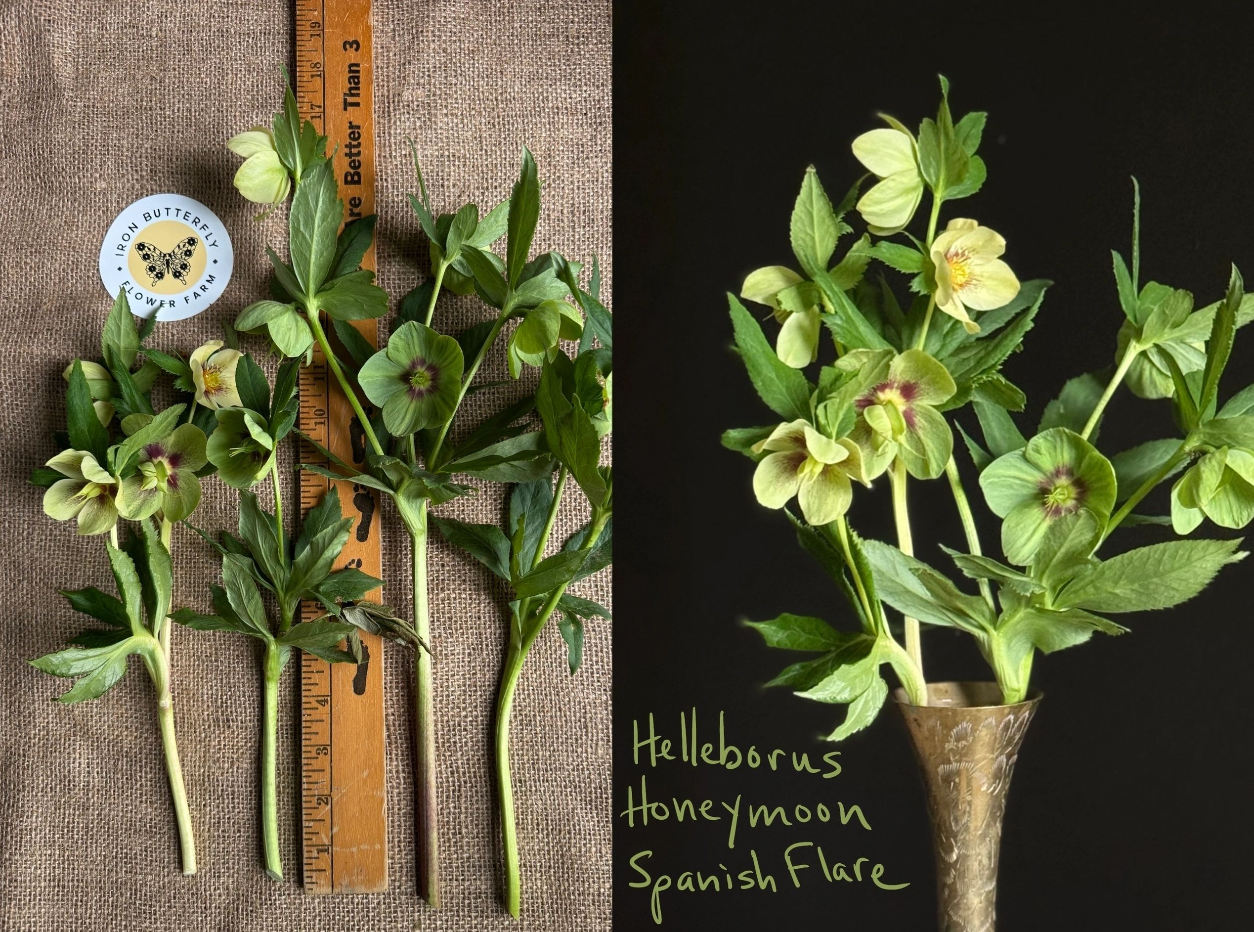 Hellebore flowers with measuring ruler