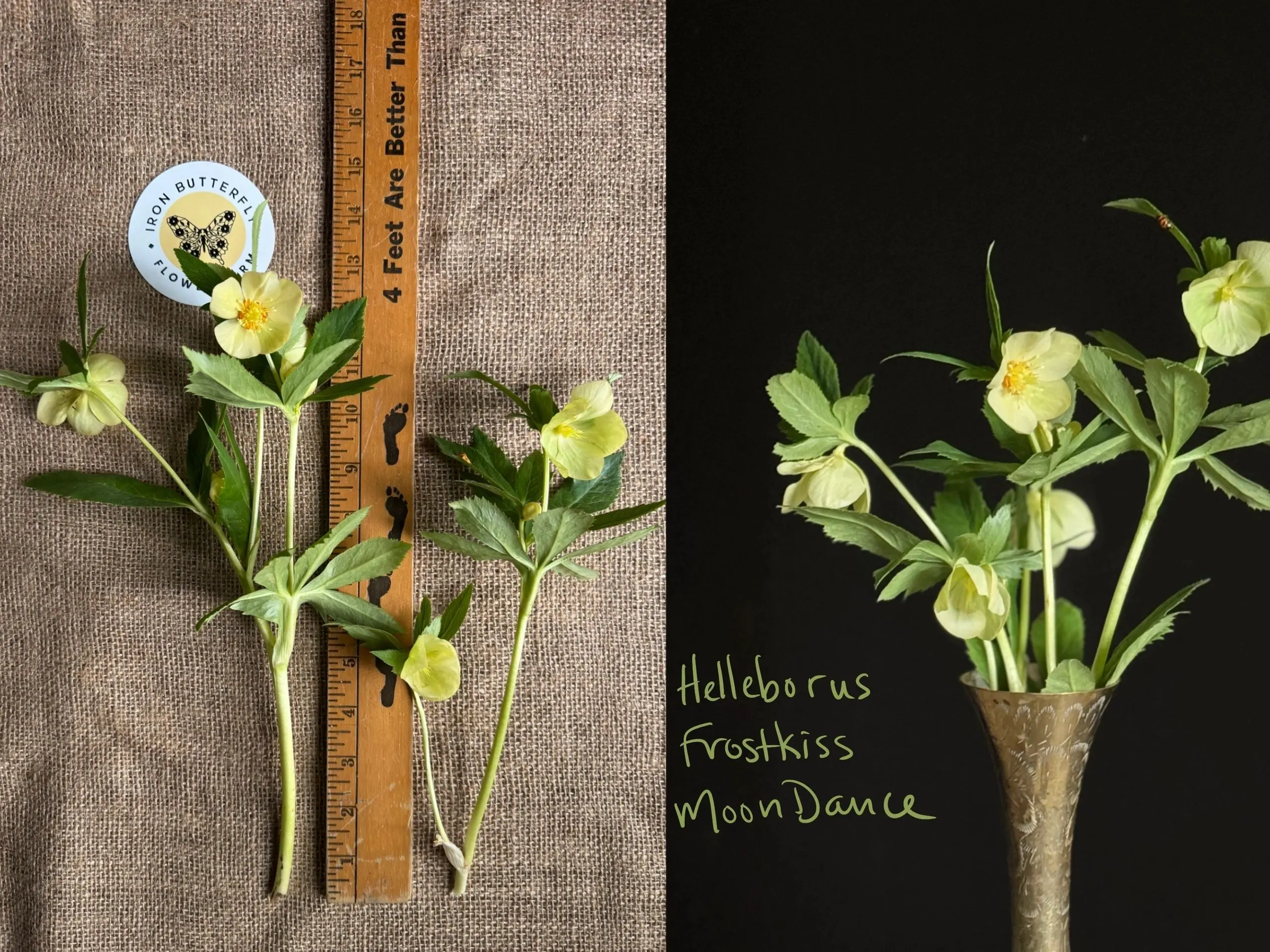Helleborus flowers with measuring ruler