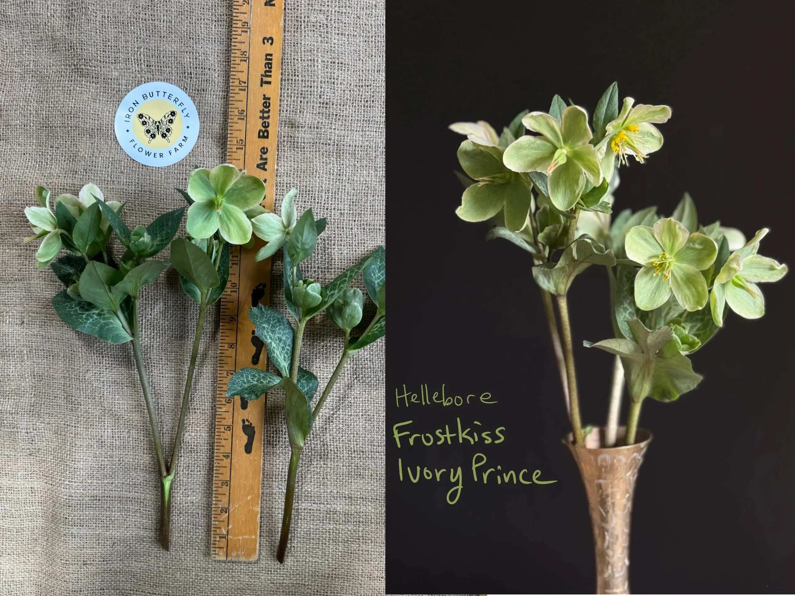 Hellebore Frostkiss in a vase