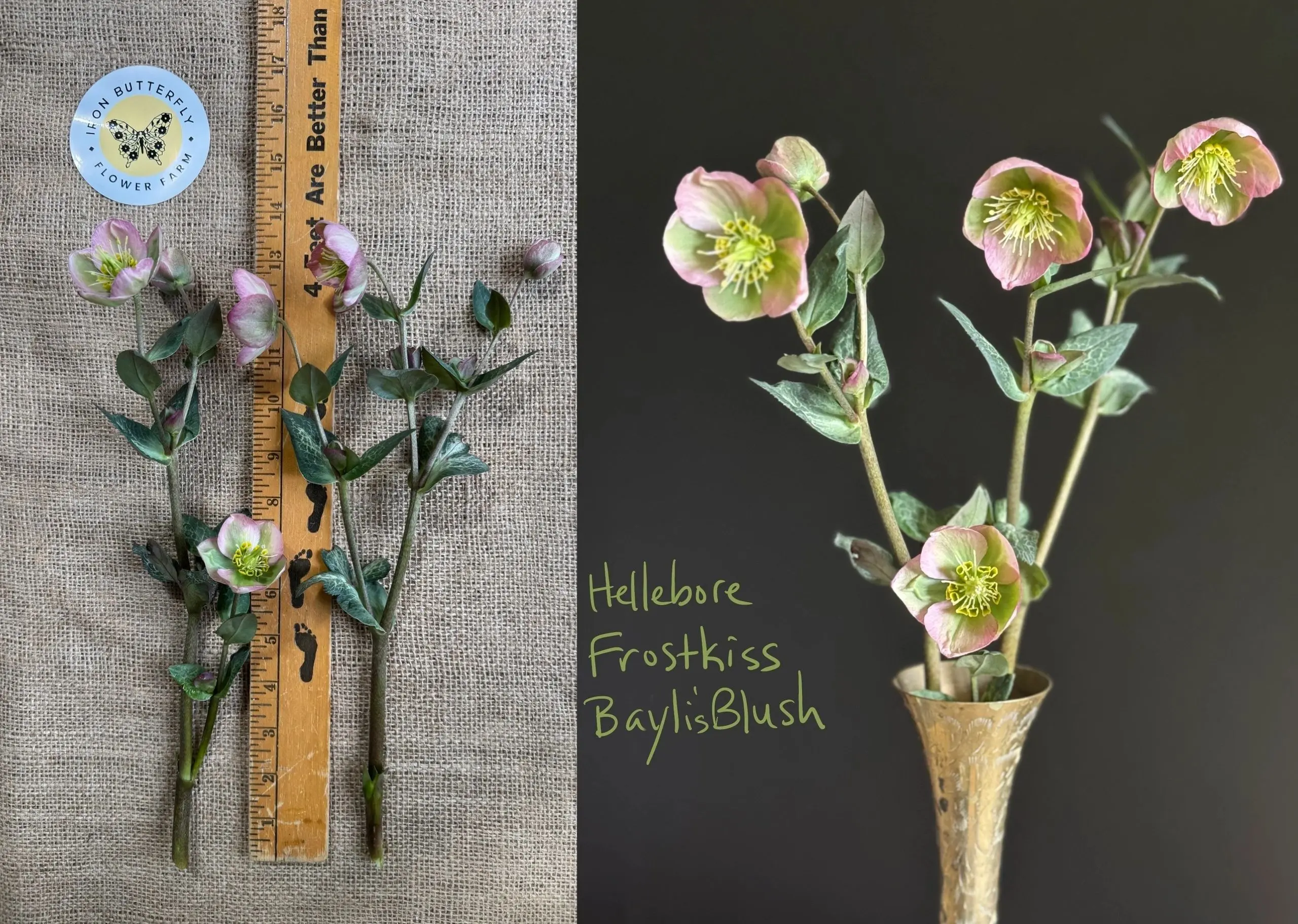 Pink Hellebore flowers in vase