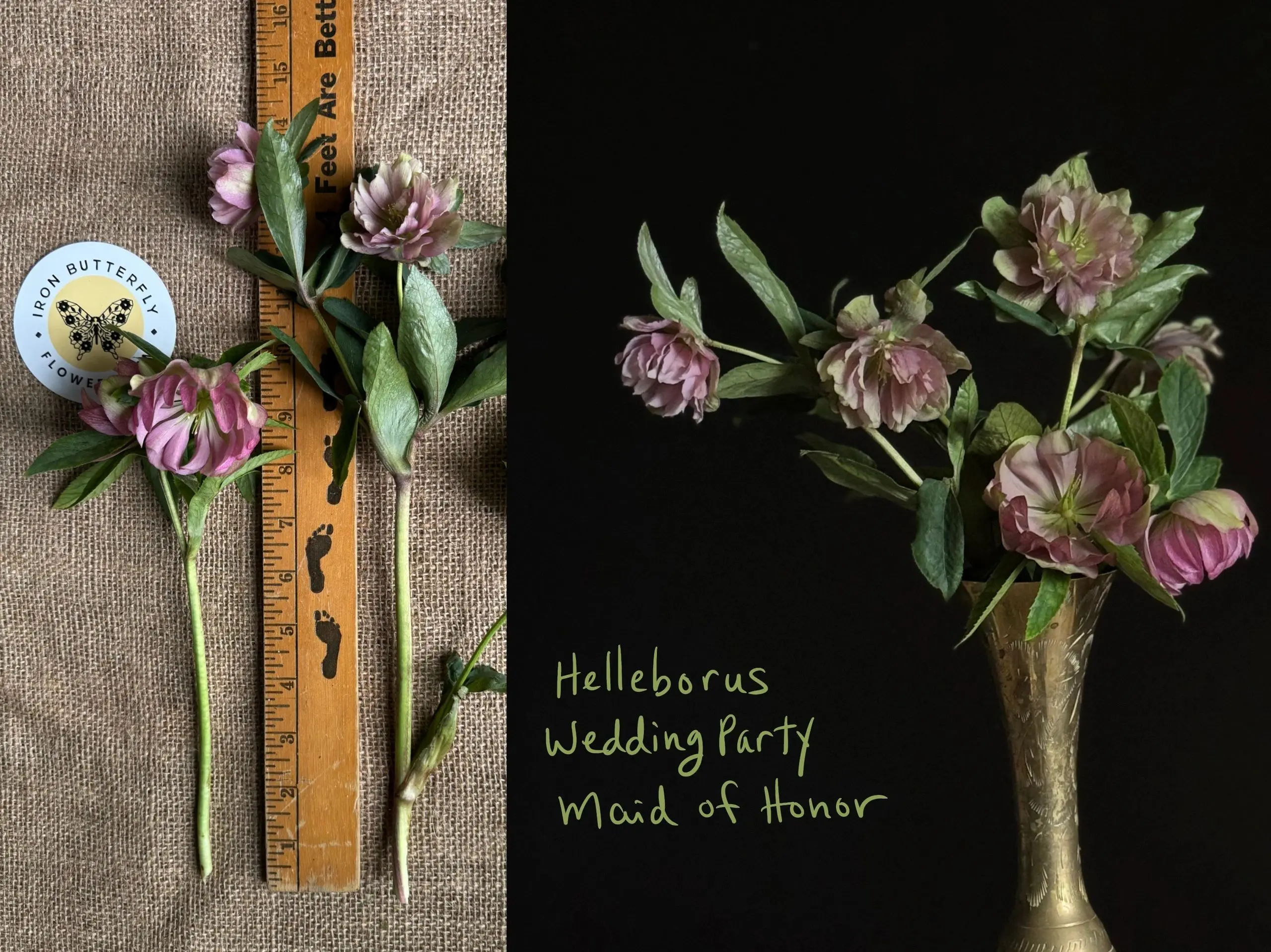 Helleborus flowers with measuring ruler