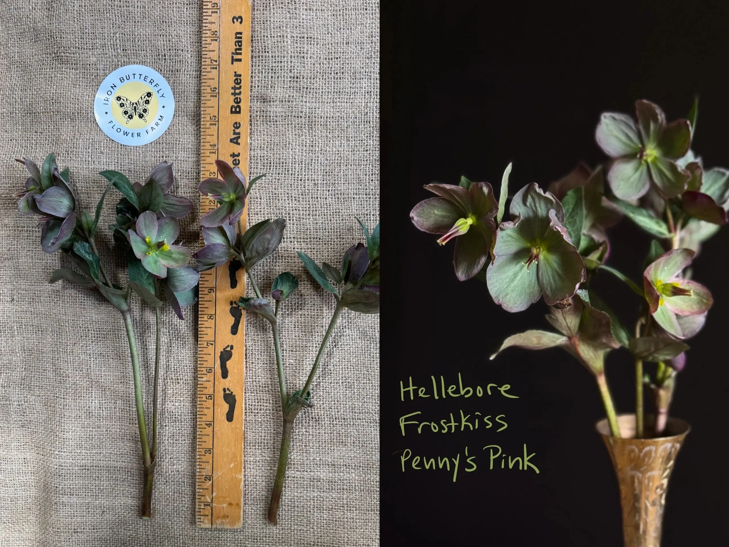 Hellebore Frostkiss Penny's Pink variety