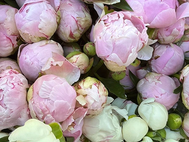Pink peonies with green leaves
