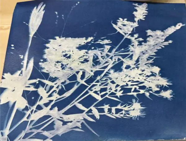 Botanical cyanotype print on blue background