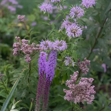 Summer blooms in a lush setting