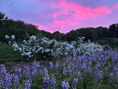 Lush lupines and pink evening clouds.