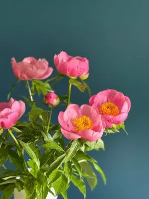 Blooming peonies in natural light