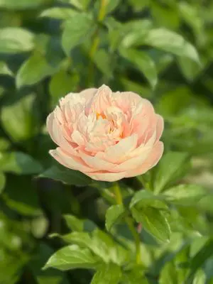 Soft pink flower close-up