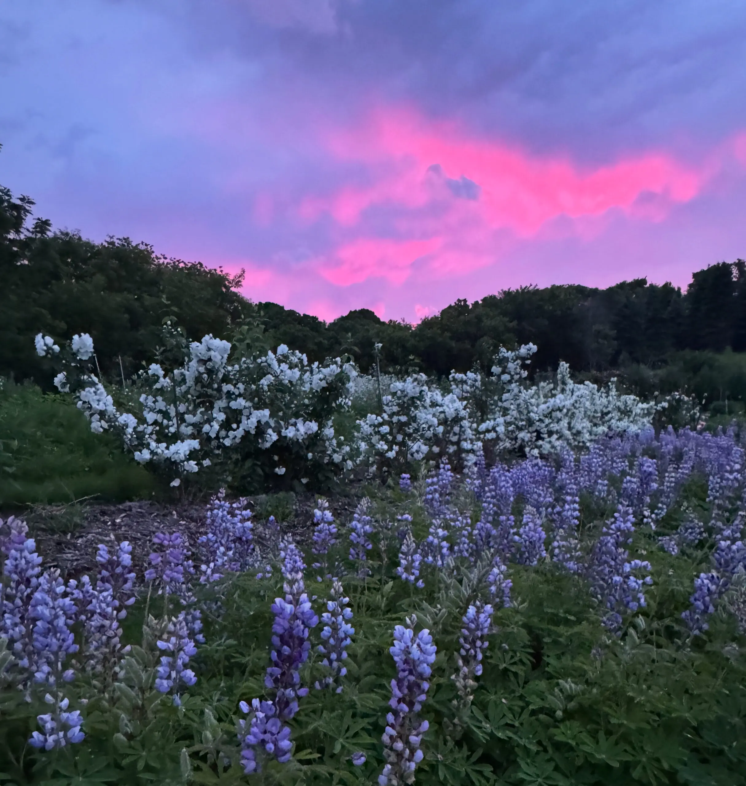 A field of purple and white flowers under a vibrant pink and blue sunset sky.