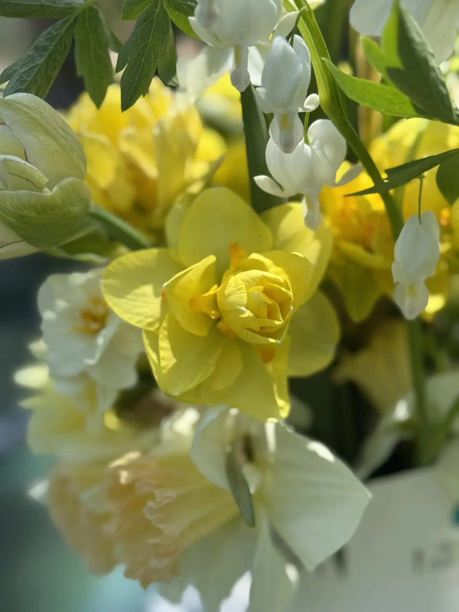 Close-up of delicate yellow and white flowers in soft sunlight.