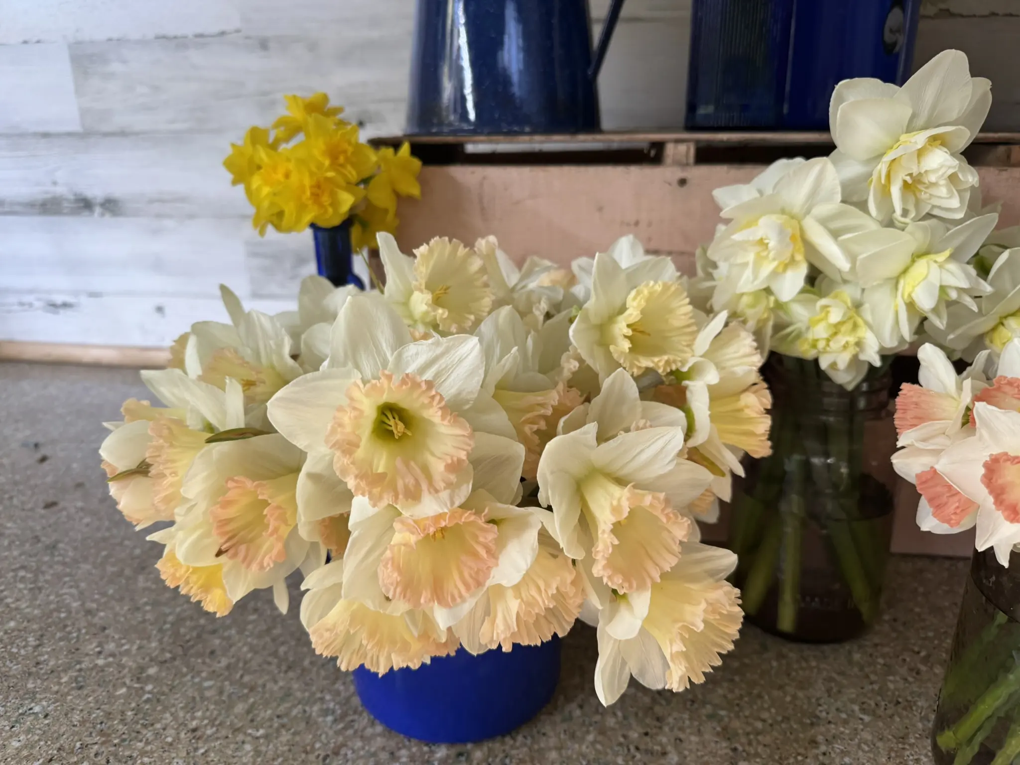 A vibrant bouquet of yellow and white daffodils in a blue vase.