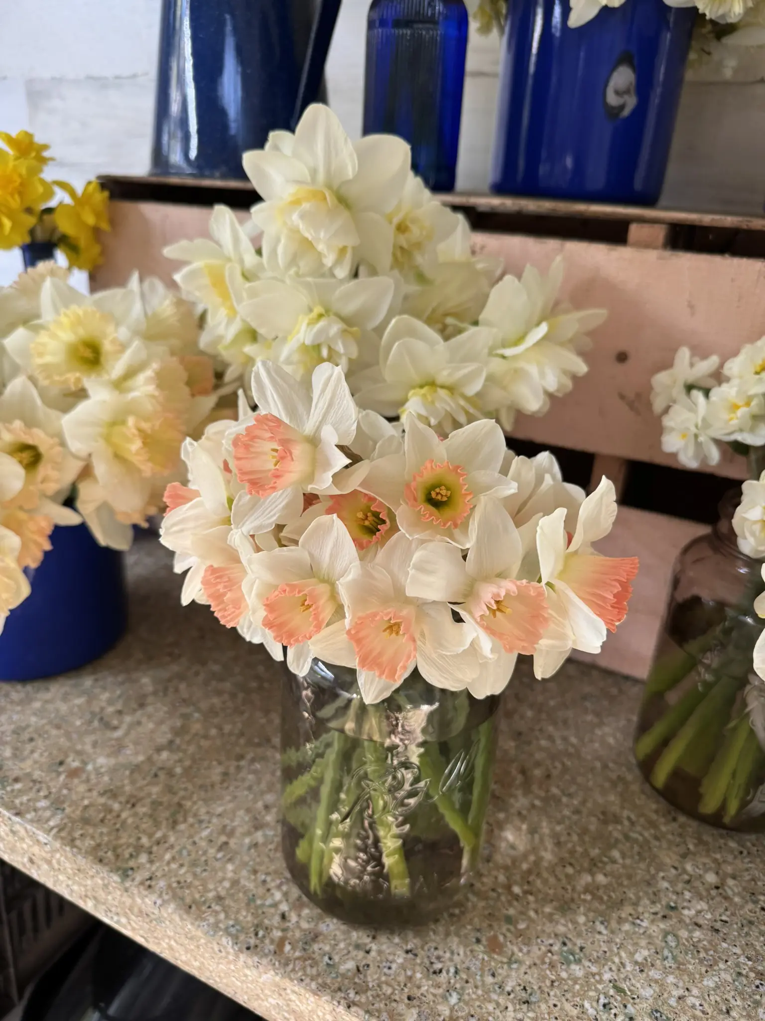 A bouquet of white and peach daffodils in a glass jar on a countertop.