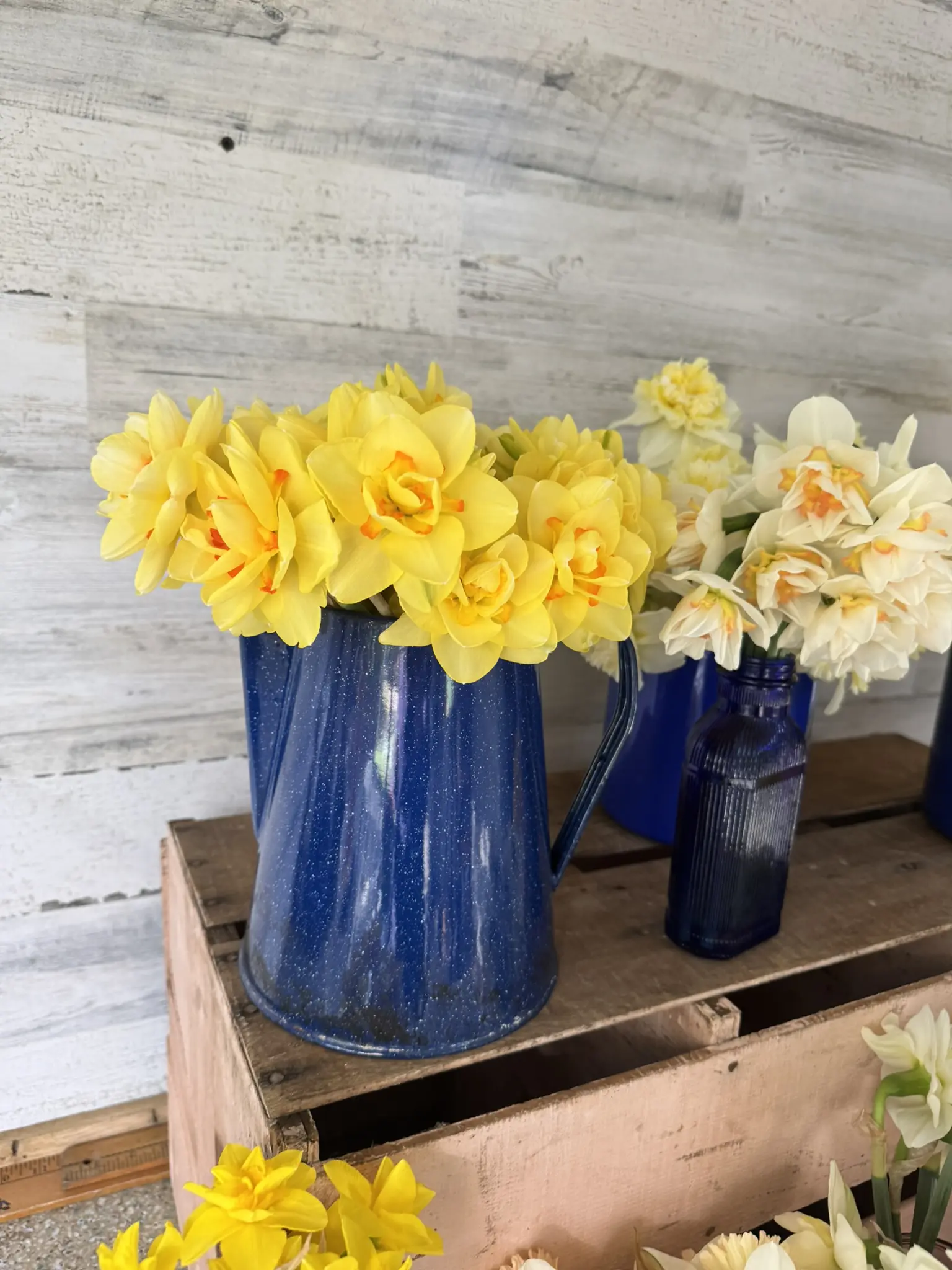 Bright yellow daffodils in blue vases on a rustic wooden shelf.