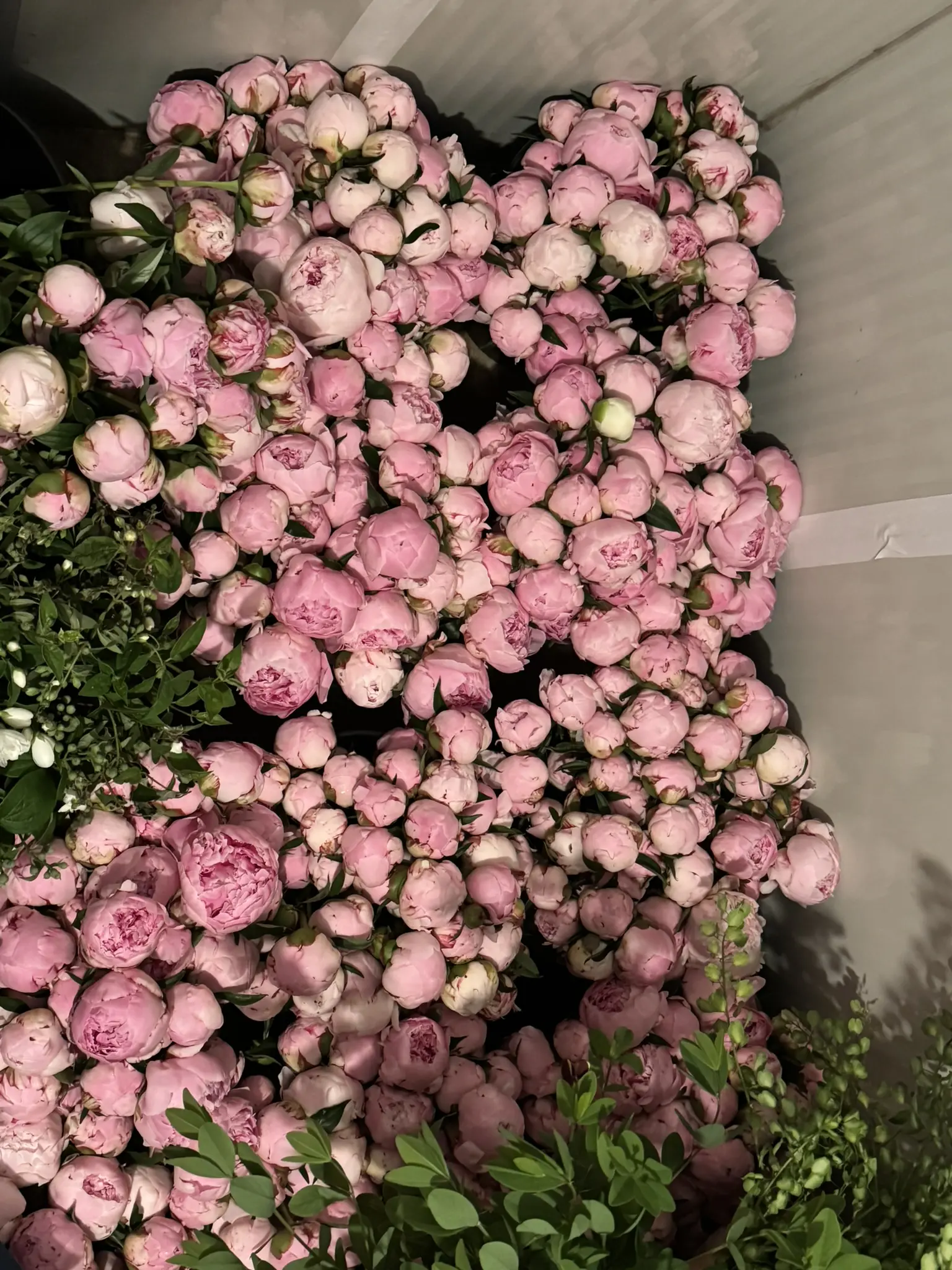A large cluster of pink peony flowers densely packed together.