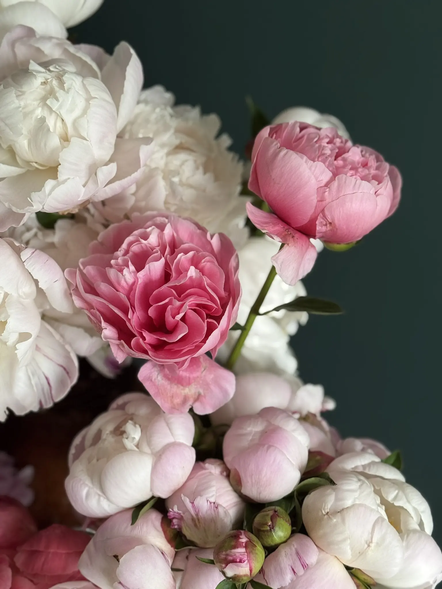 Close-up of pink and white peonies against a dark background.