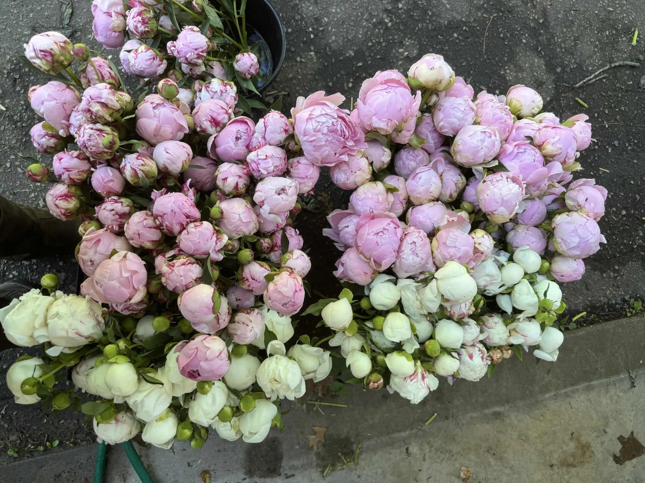 Clusters of light purple and white flowers on a dark surface.