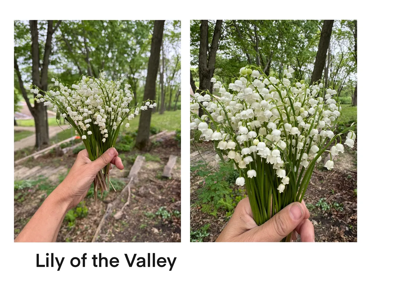 Hand holding lily of the valley bouquet