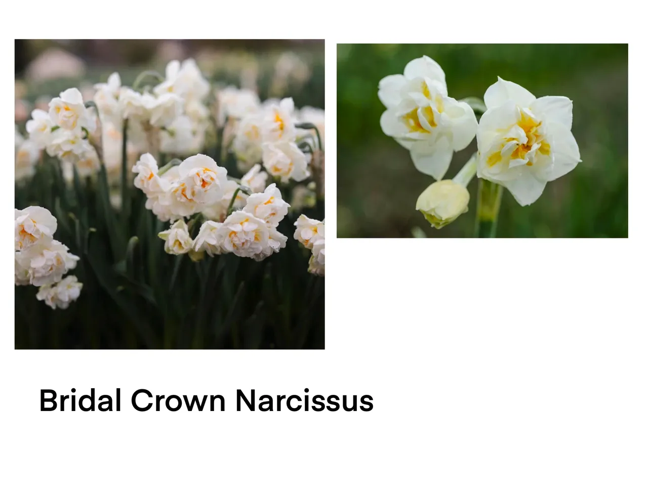 Cluster of Bridal Crown blooms