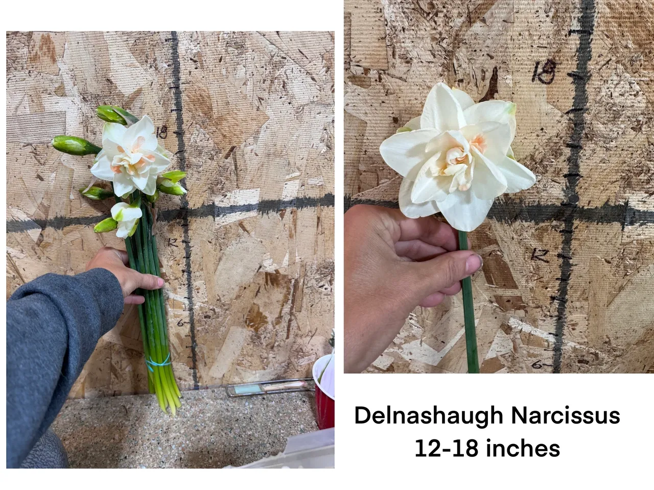 Bouquet of Delnashaugh Narcissus flowers