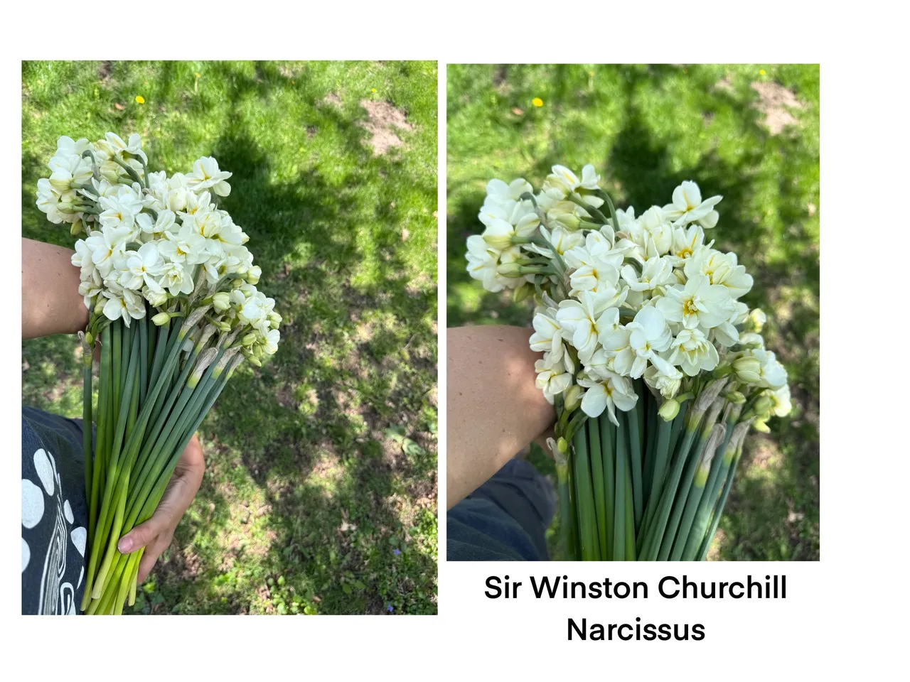 Sir Winston Churchill daffodils in sunlight