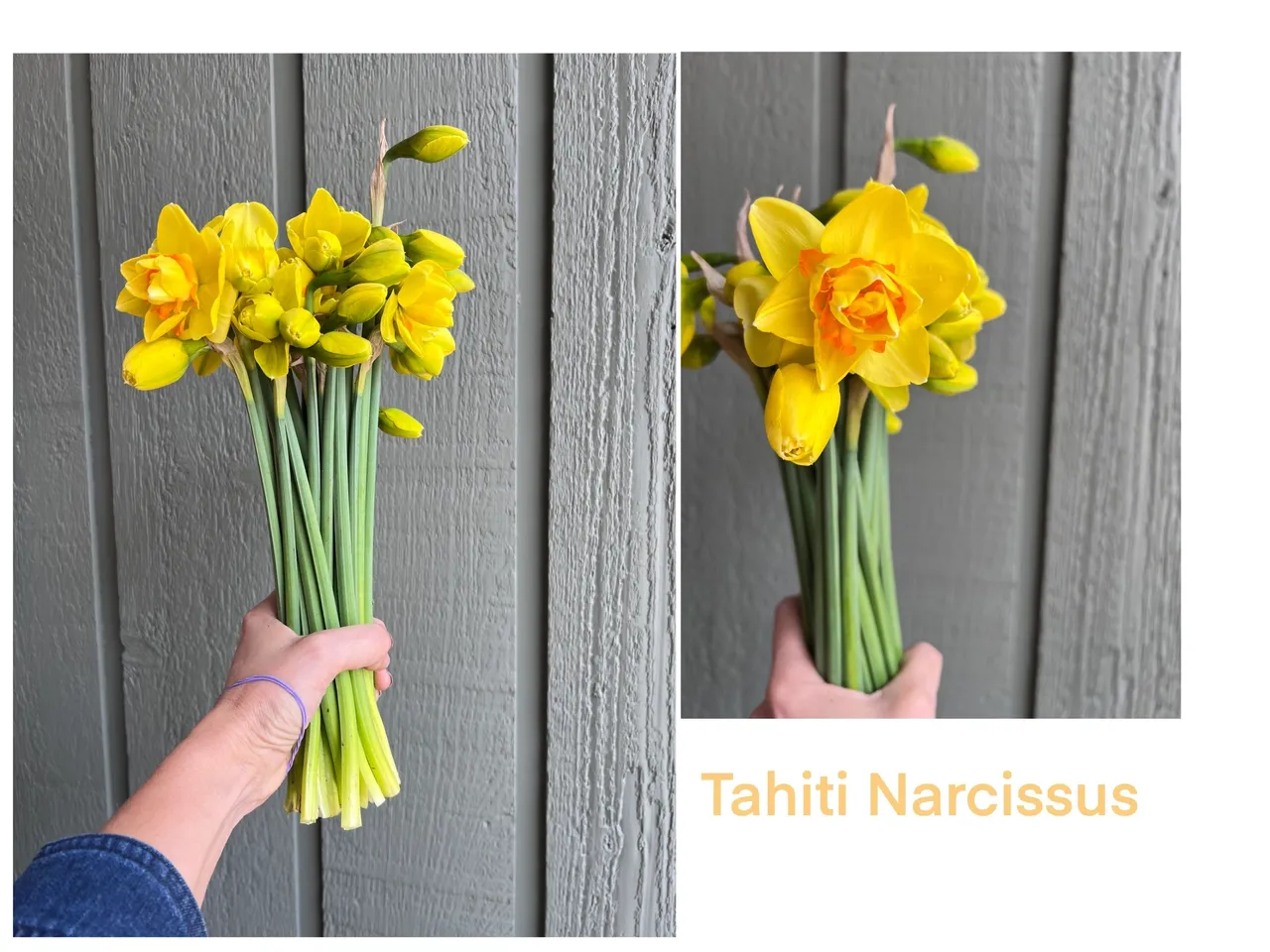 Freshly picked Tahiti Narcissus flowers bouquet