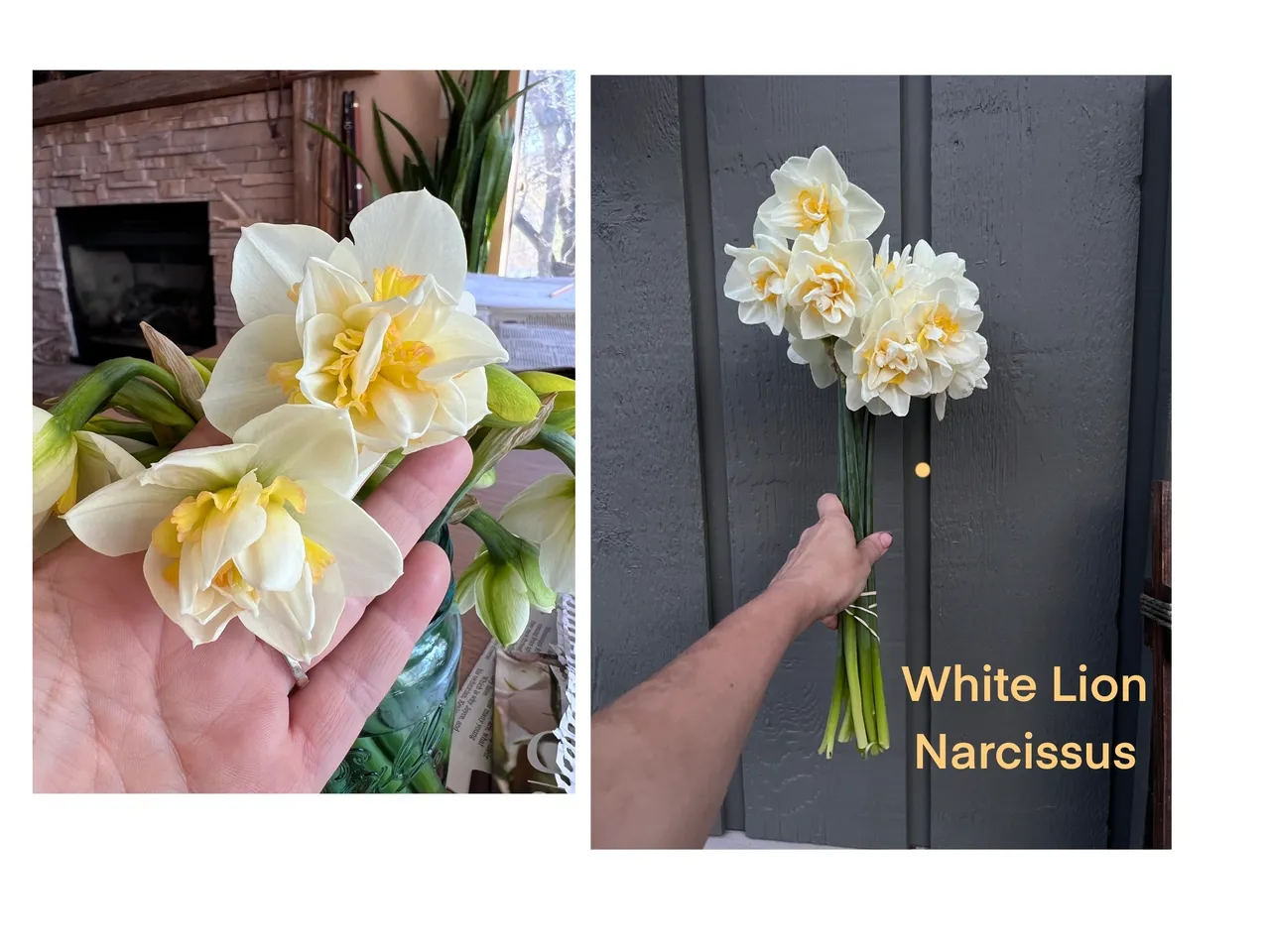 White Lion Narcissus flowers in hand