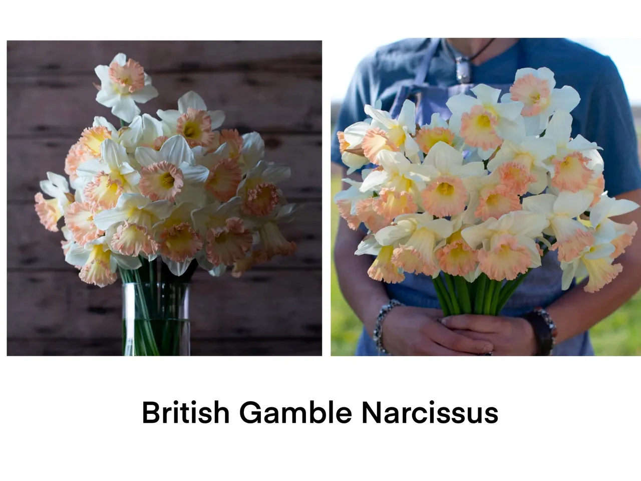 Vase with British Gamble Narcissus flowers
