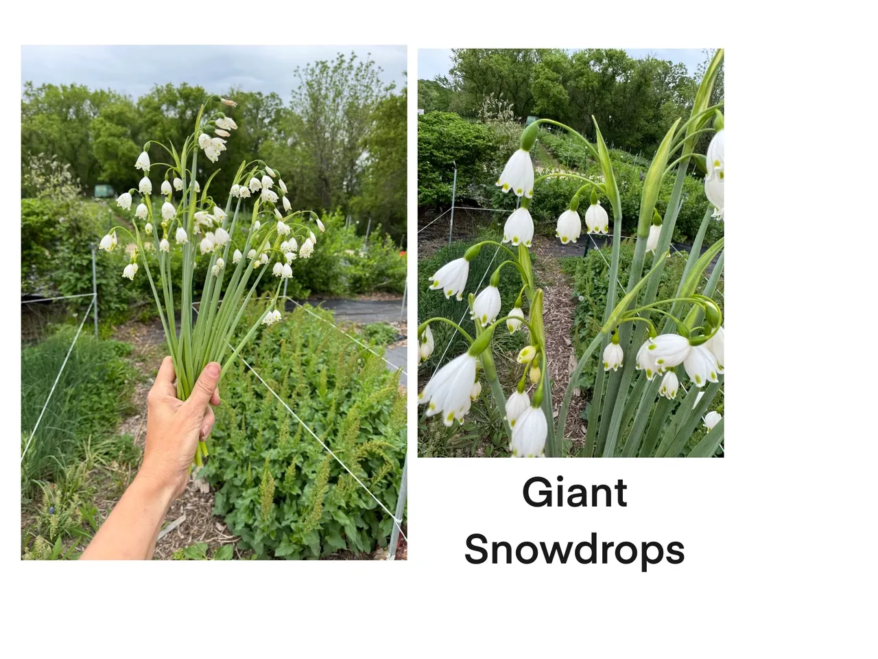 Hand holding giant snowdrops in garden