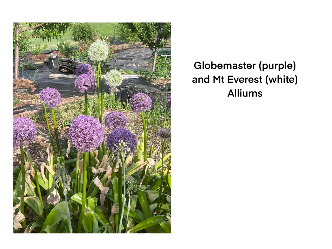 Flowering alliums with green foliage