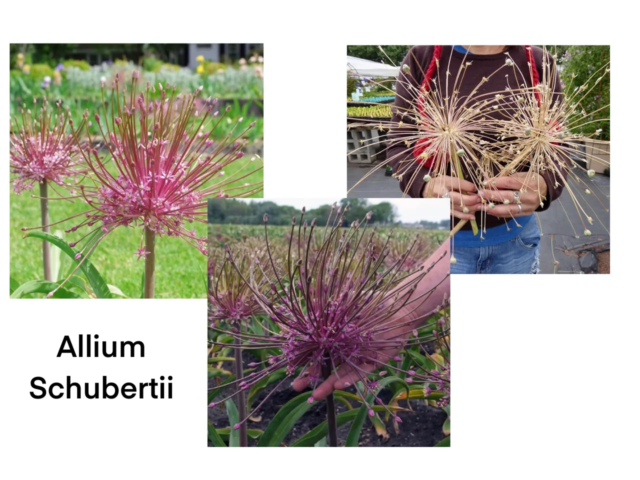 Close-up of Allium Schubertii blooms