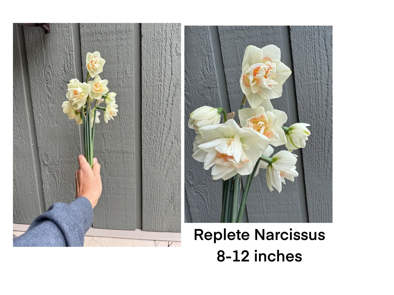 Close-up of Replete Narcissus blooms