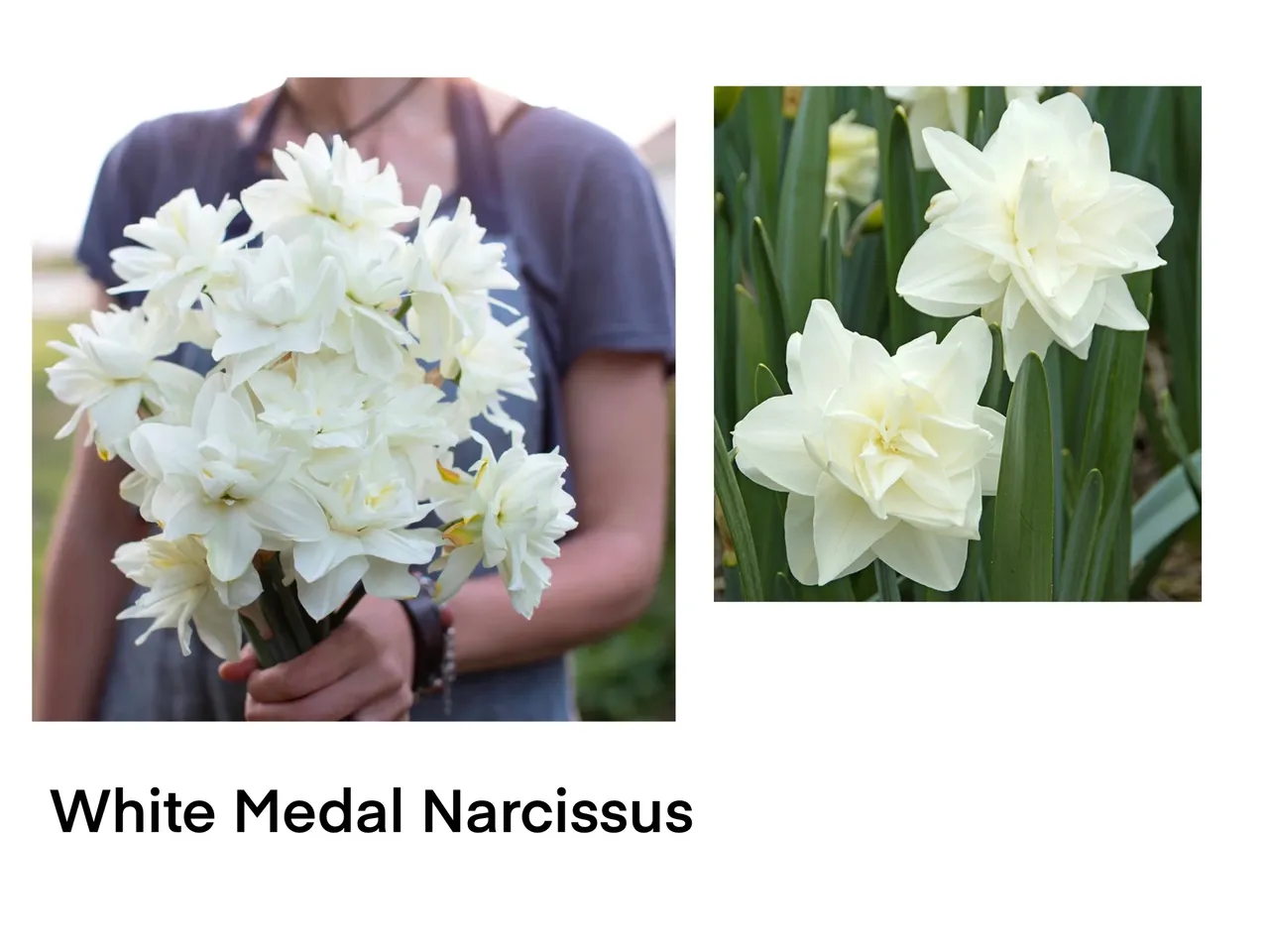 White Narcissus bouquet held by person
