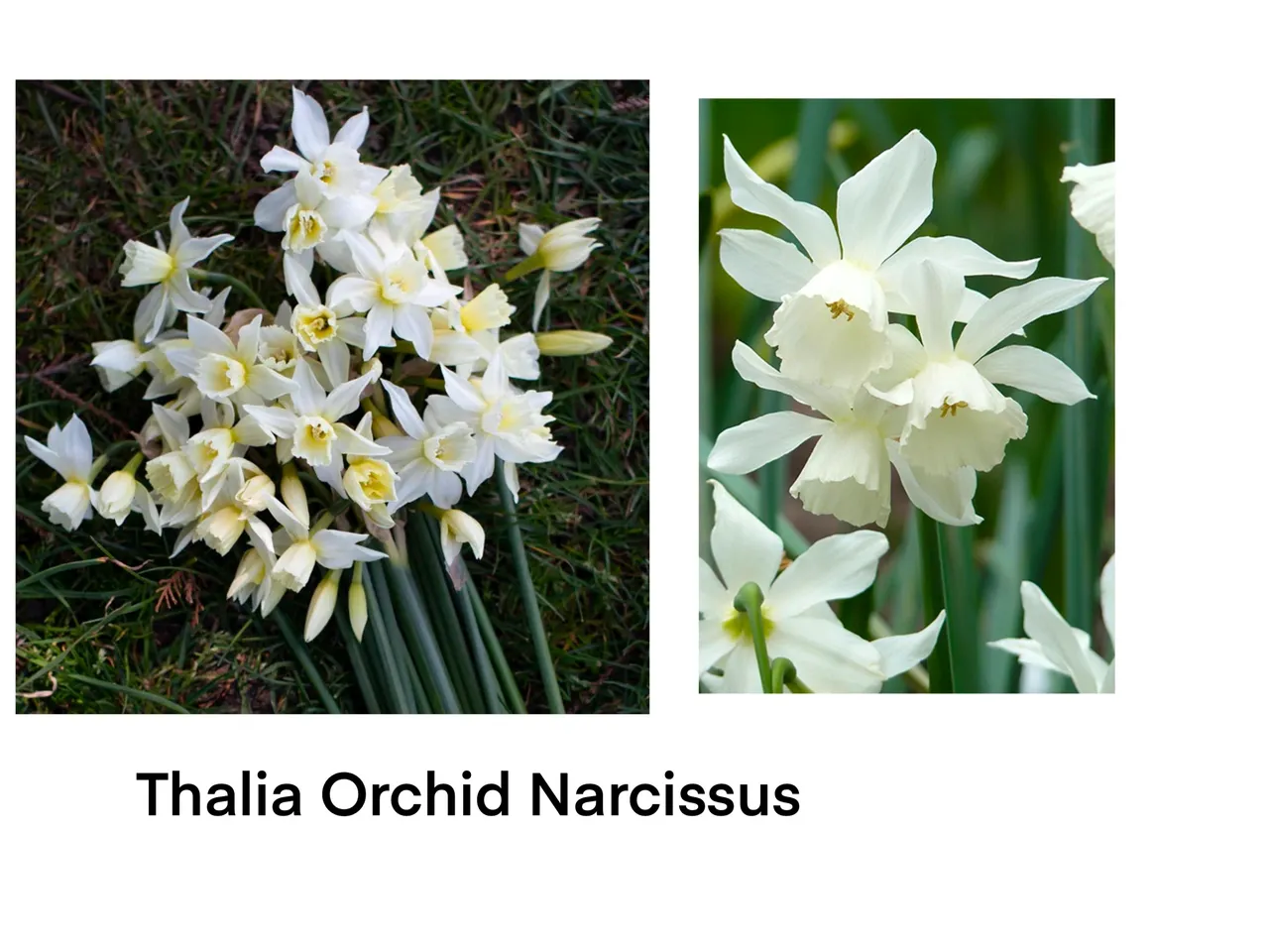 White Thalia orchid narcissus flowers