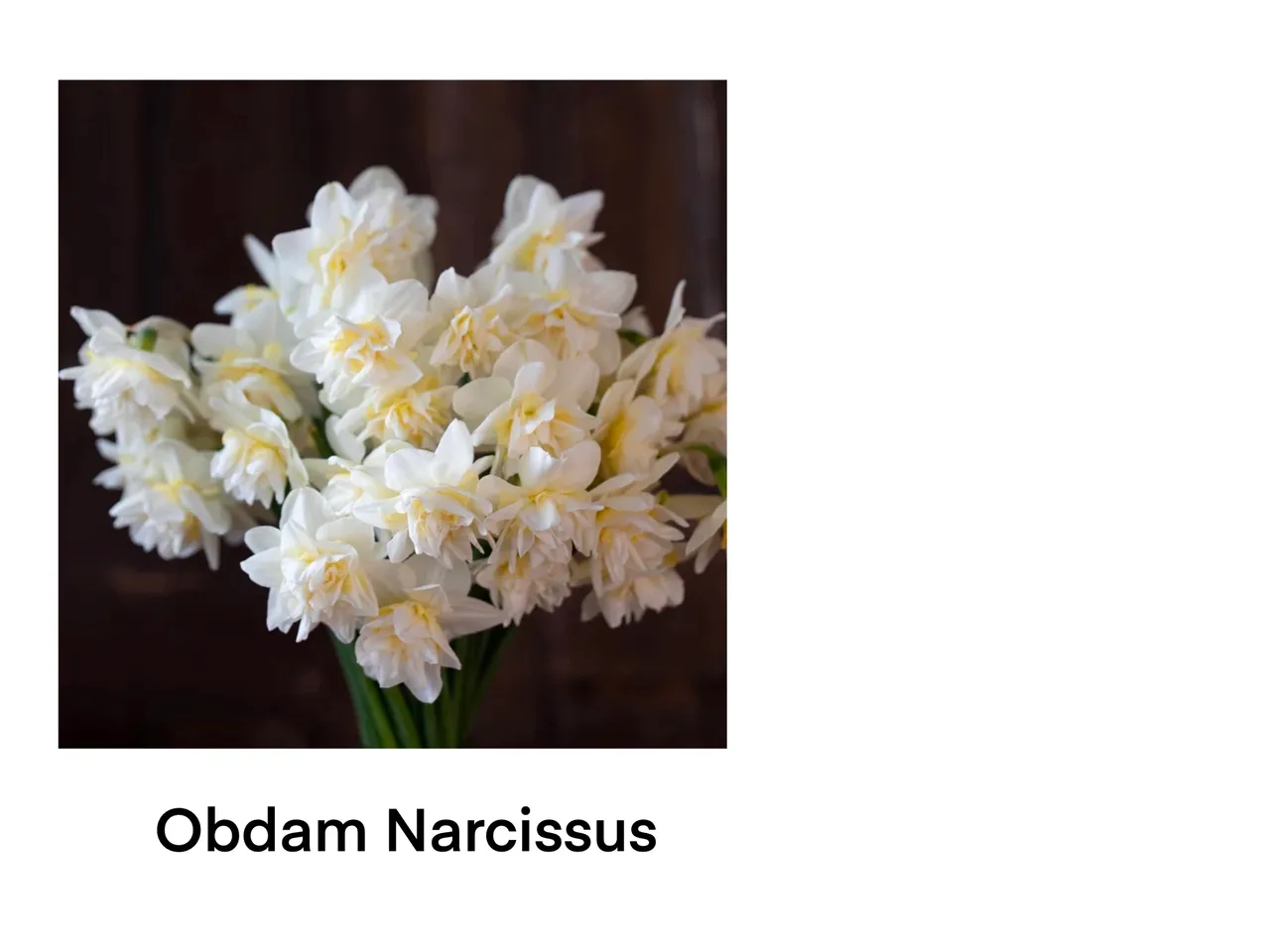 Close-up of Obdam Narcissus bouquet
