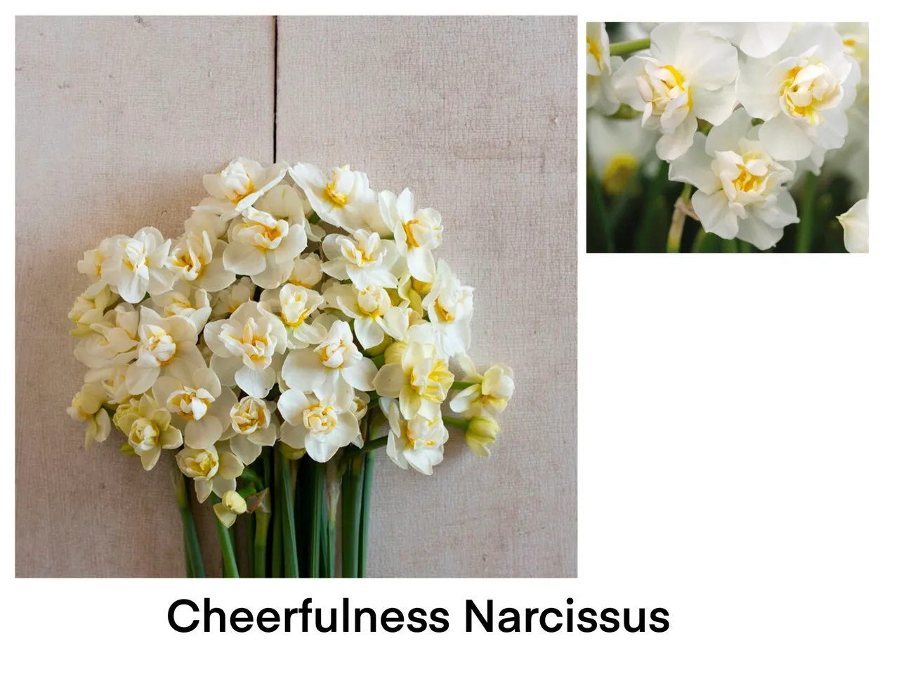 White and yellow Narcissus blossoms