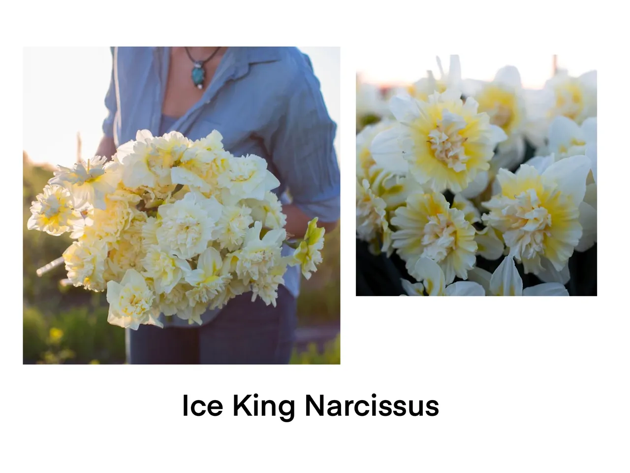 Close-up of yellow-white Narcissus blooms