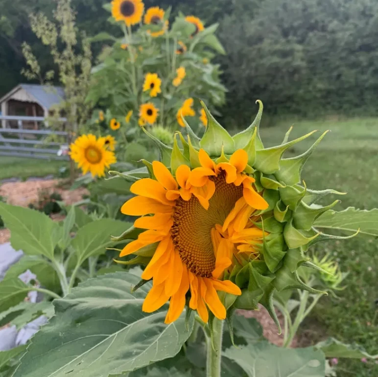 Row of sunflowers near a fence