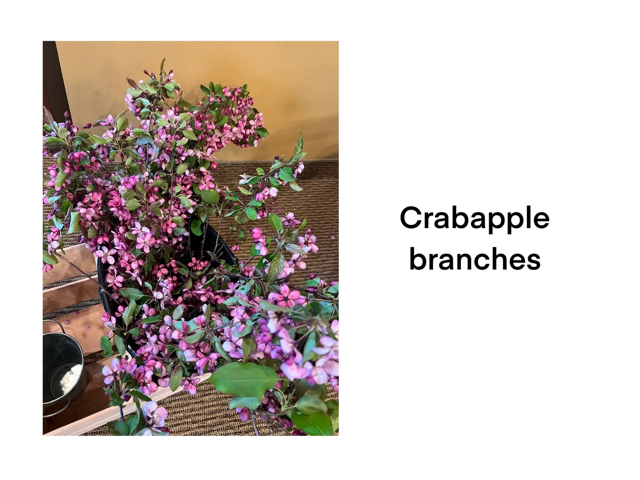 Pink crabapple blossoms on display
