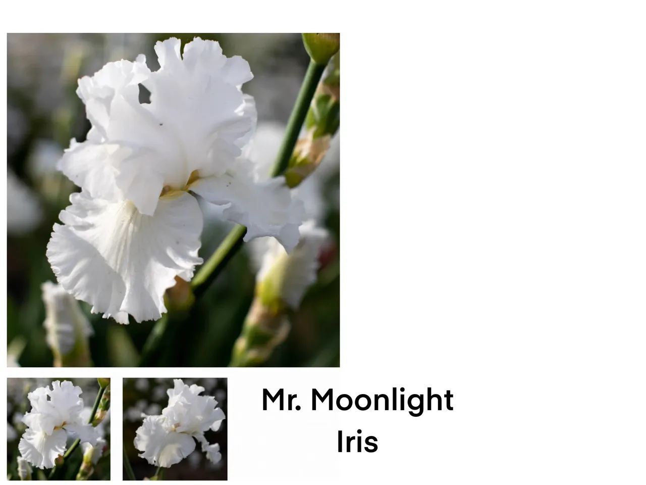 White iris flower in bloom