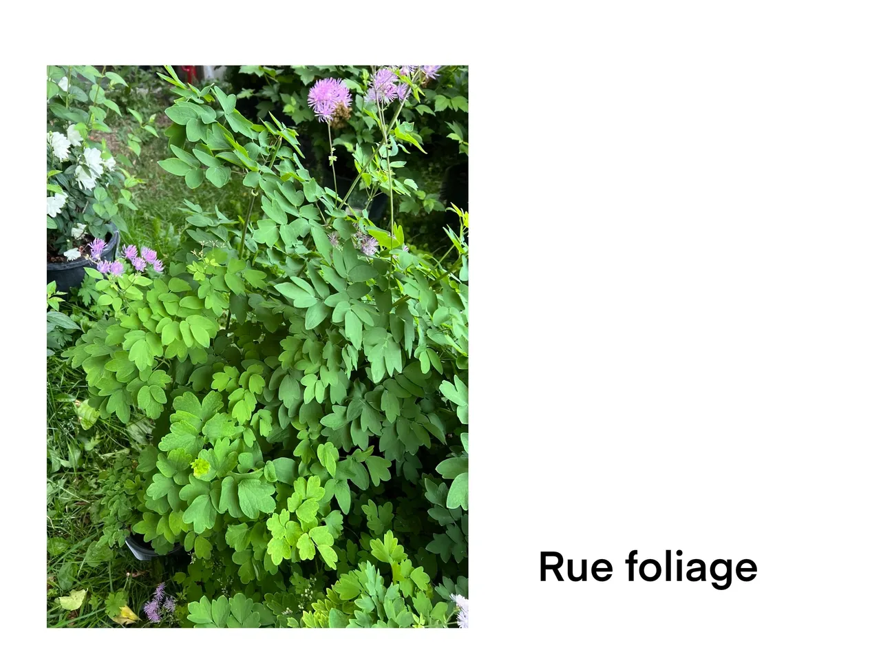 Vibrant rue leaves in natural setting