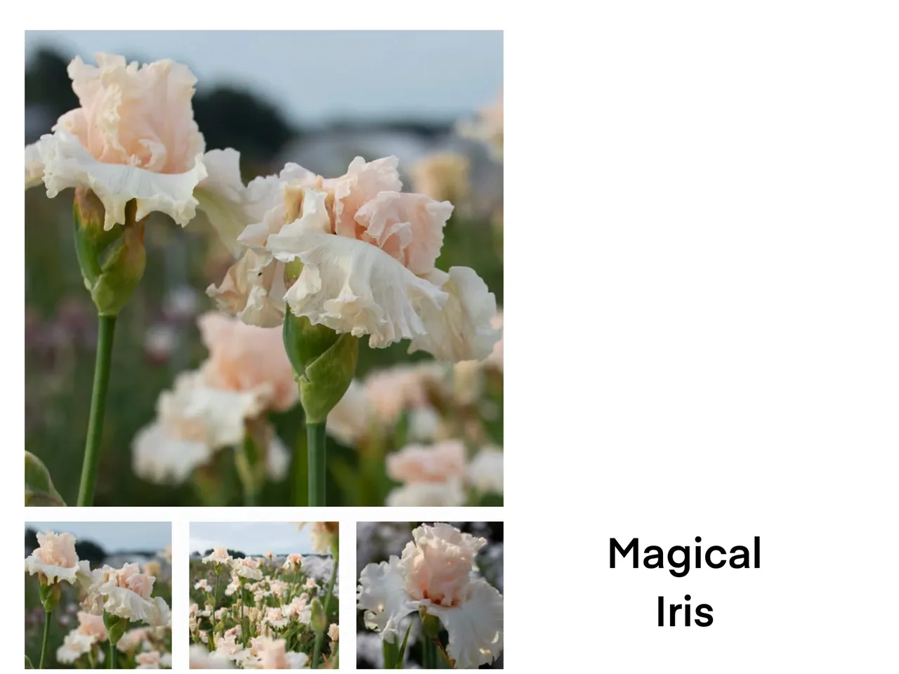Soft pastel iris flowers