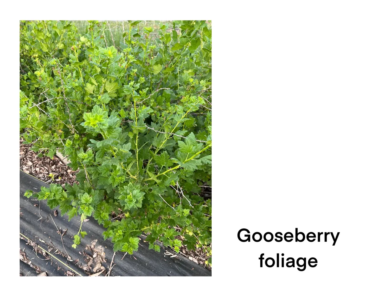 Lush gooseberry plant close-up
