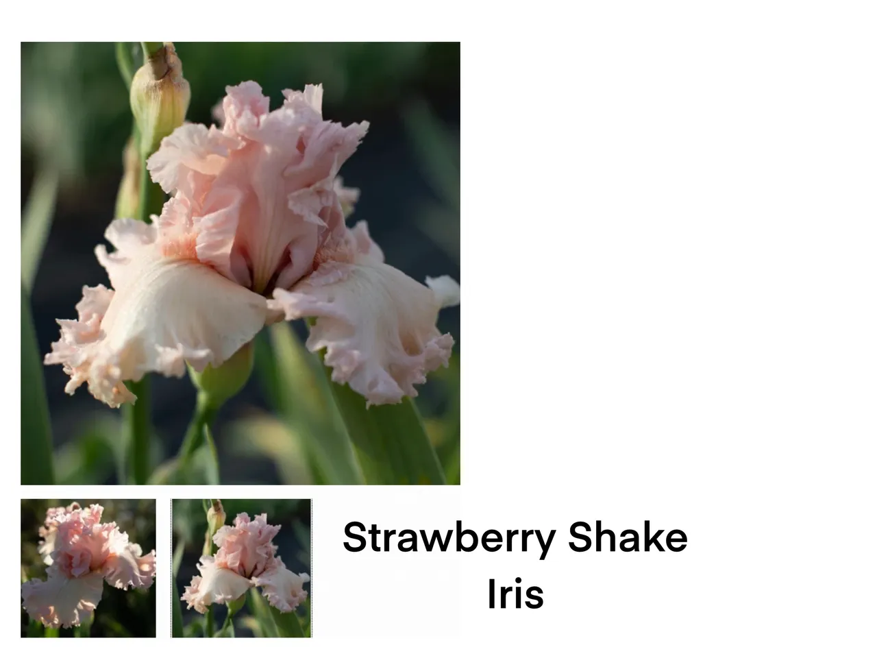 Pink ruffled iris flower