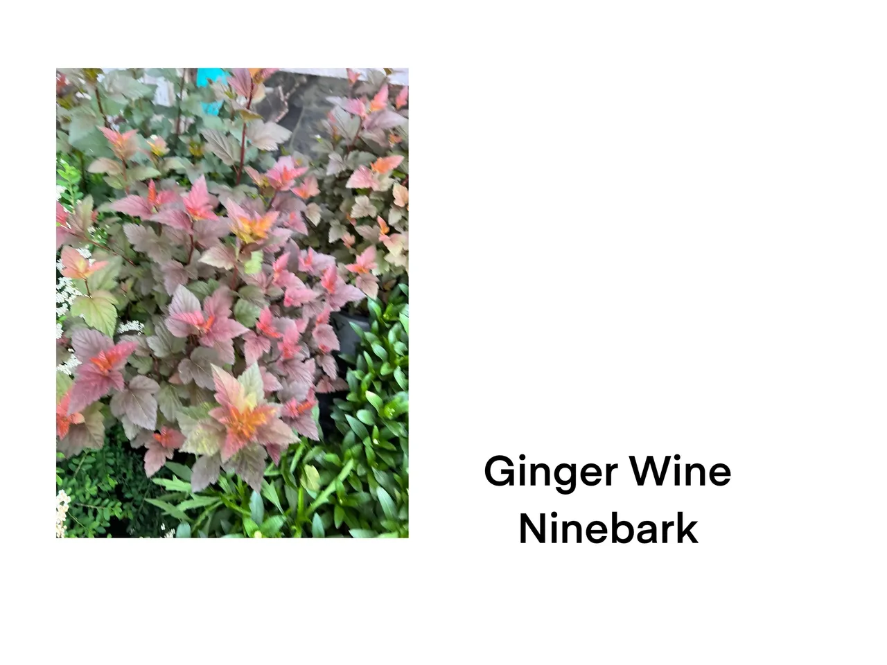 Decorative shrub with vibrant leaves
