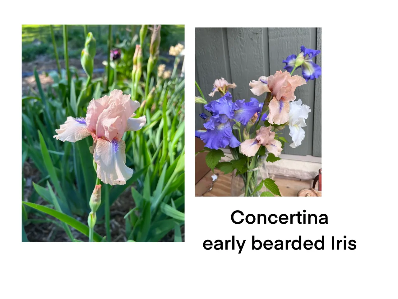 Bearded iris flowers in garden
