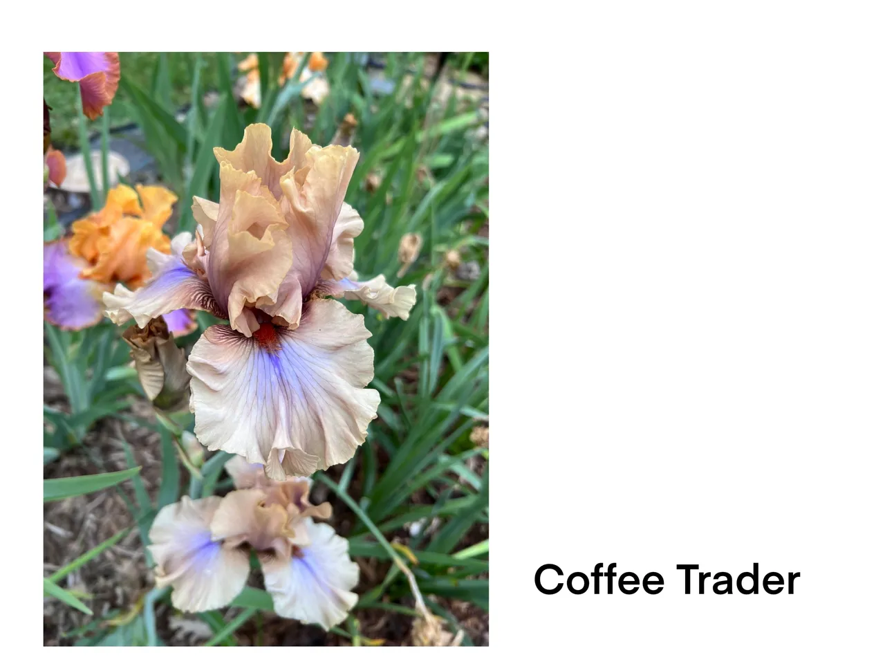 Colorful iris flower in garden