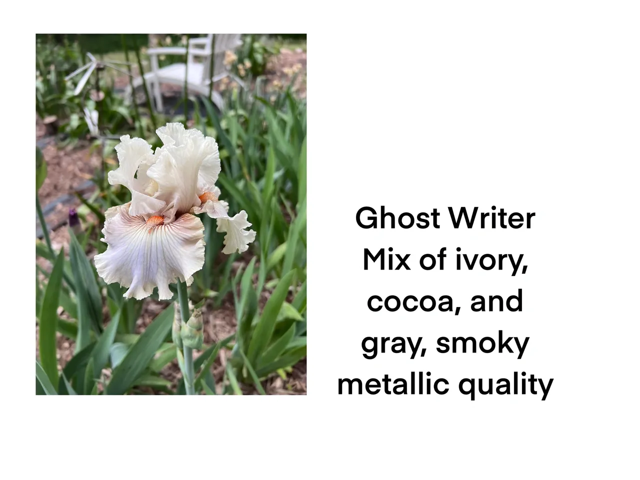 Garden iris with smoky hues