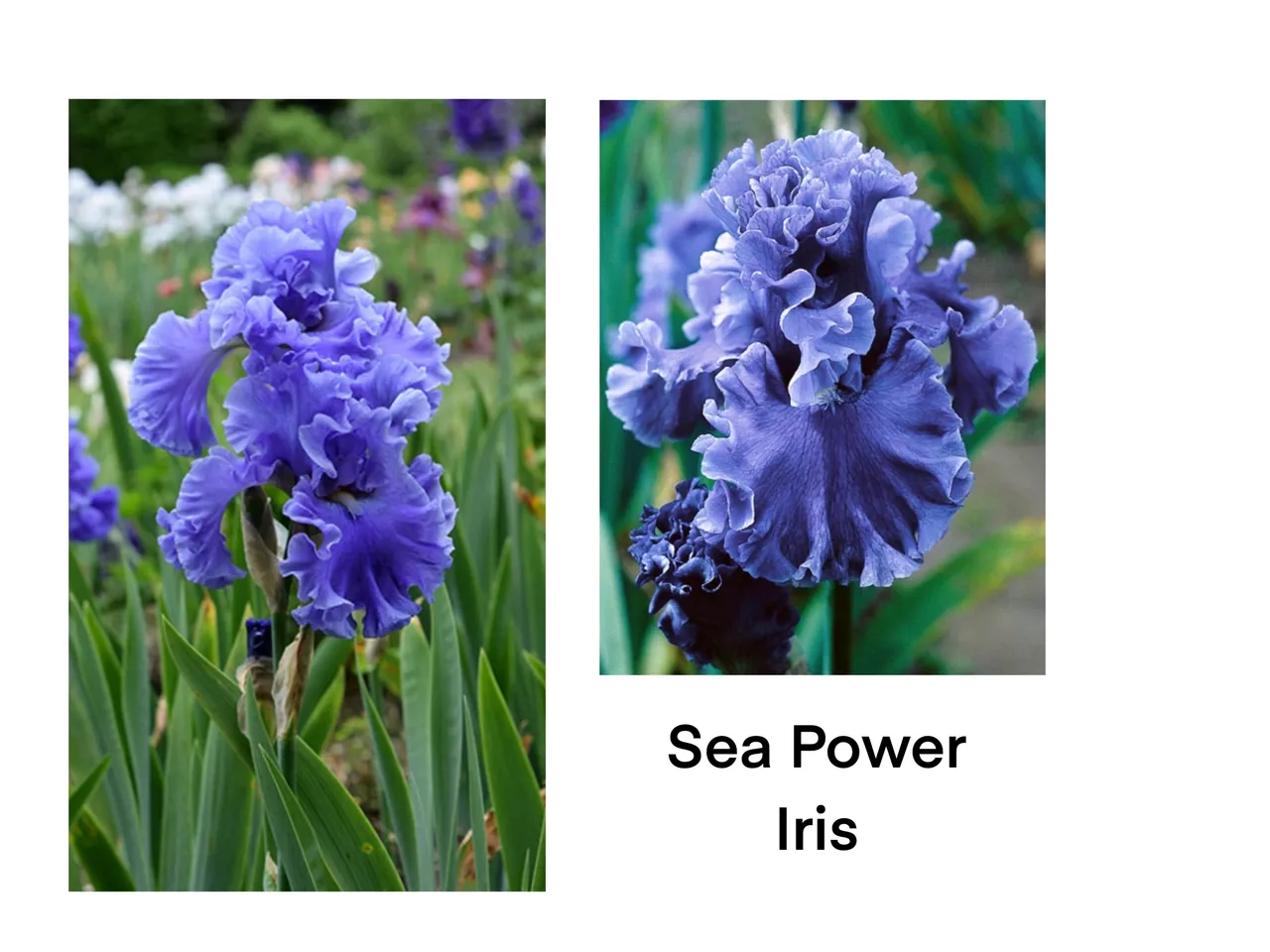Close-up of Sea Power Iris