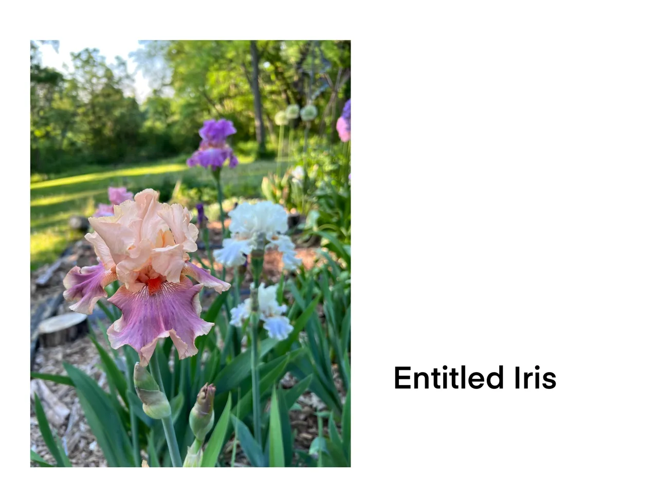 Pink and purple irises blooming
