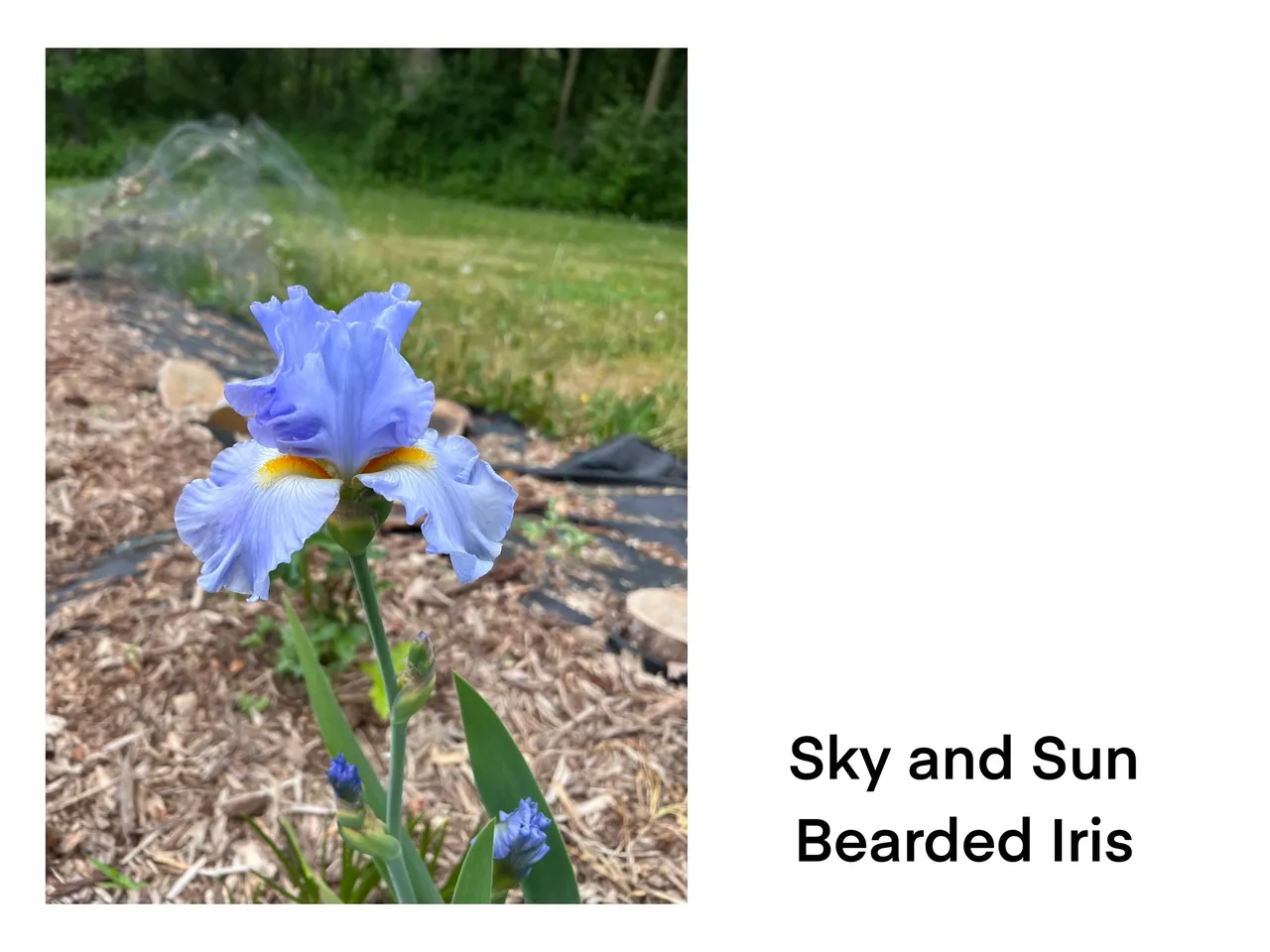 Blue iris flower in garden